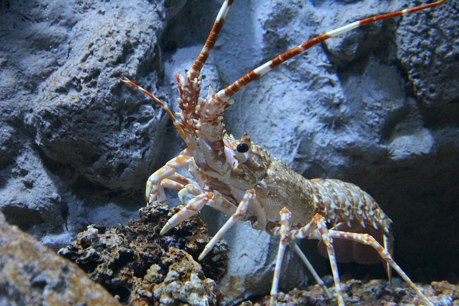 Acquario di Cala Gonone