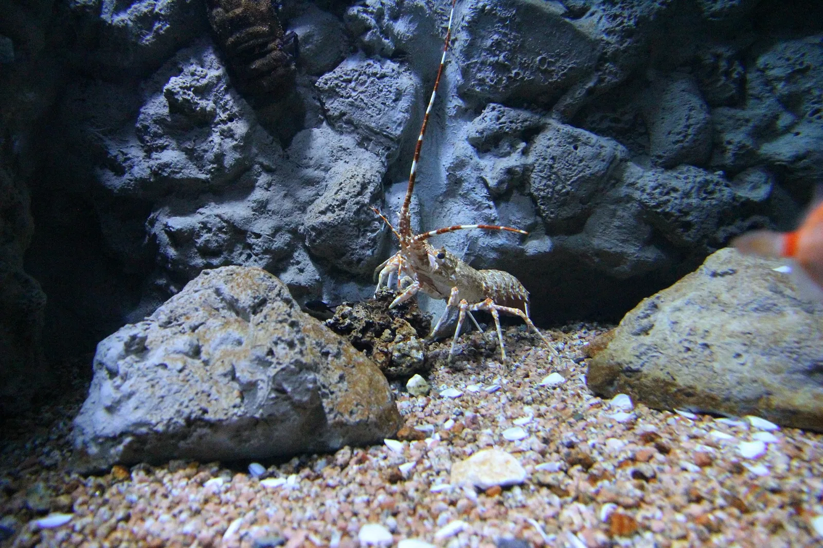 Acquario di Cala Gonone