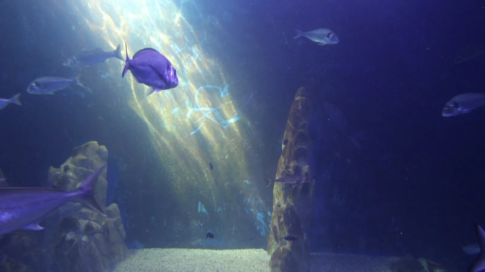 Acquario di Cala Gonone
