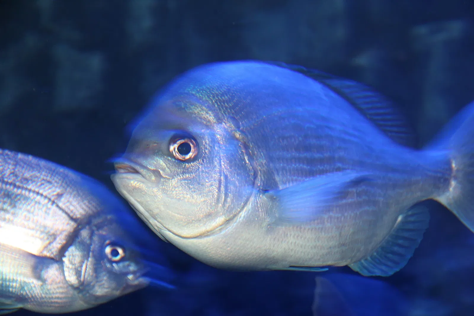 Acquario di Cala Gonone