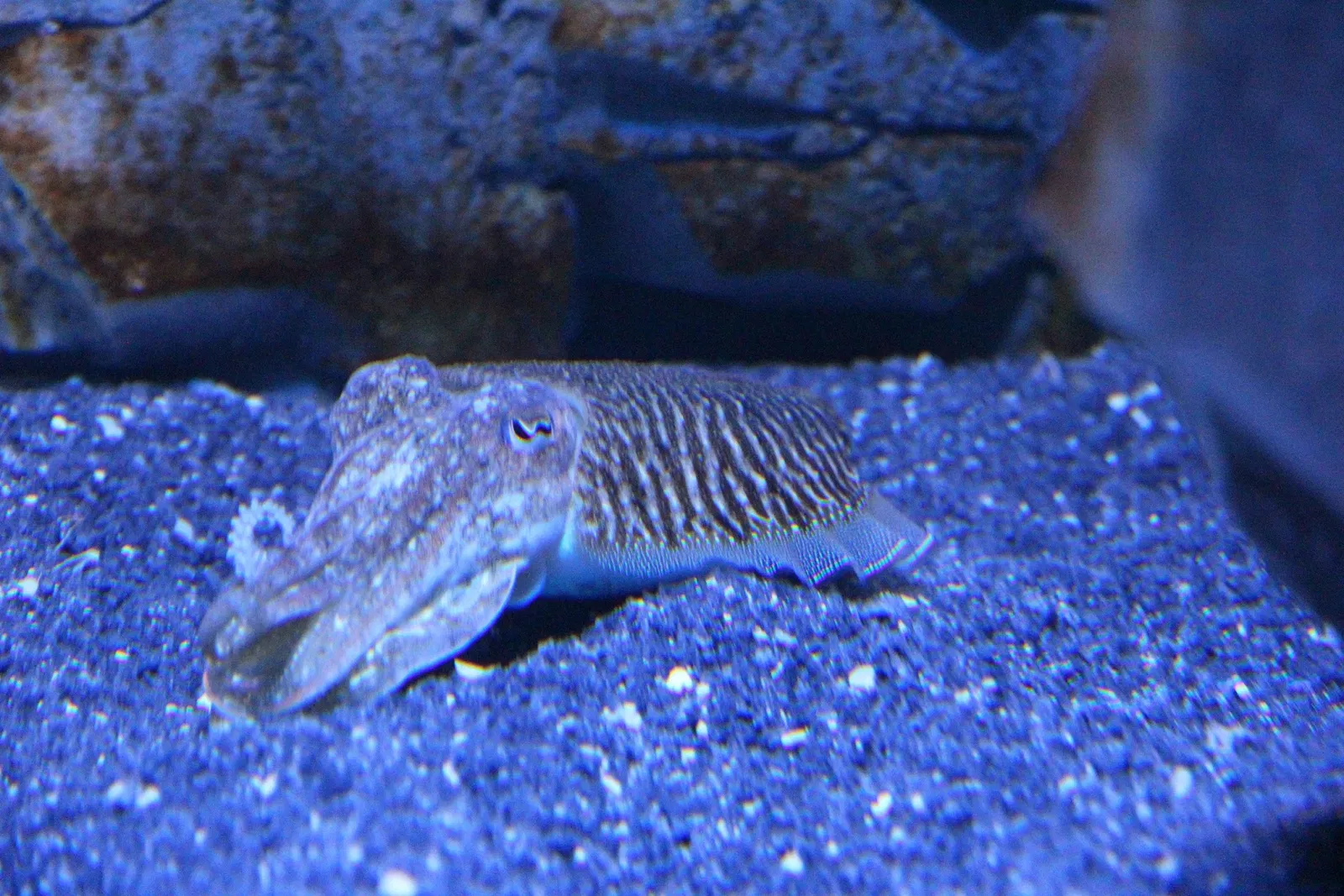 Acquario di Cala Gonone