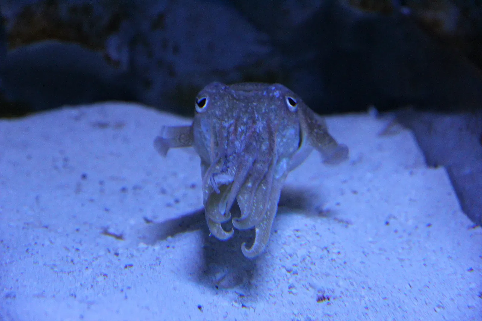 Acquario di Cala Gonone