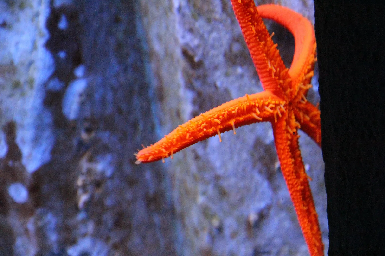 Acquario di Cala Gonone