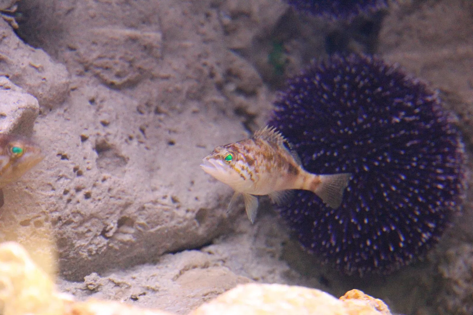 Acquario di Cala Gonone