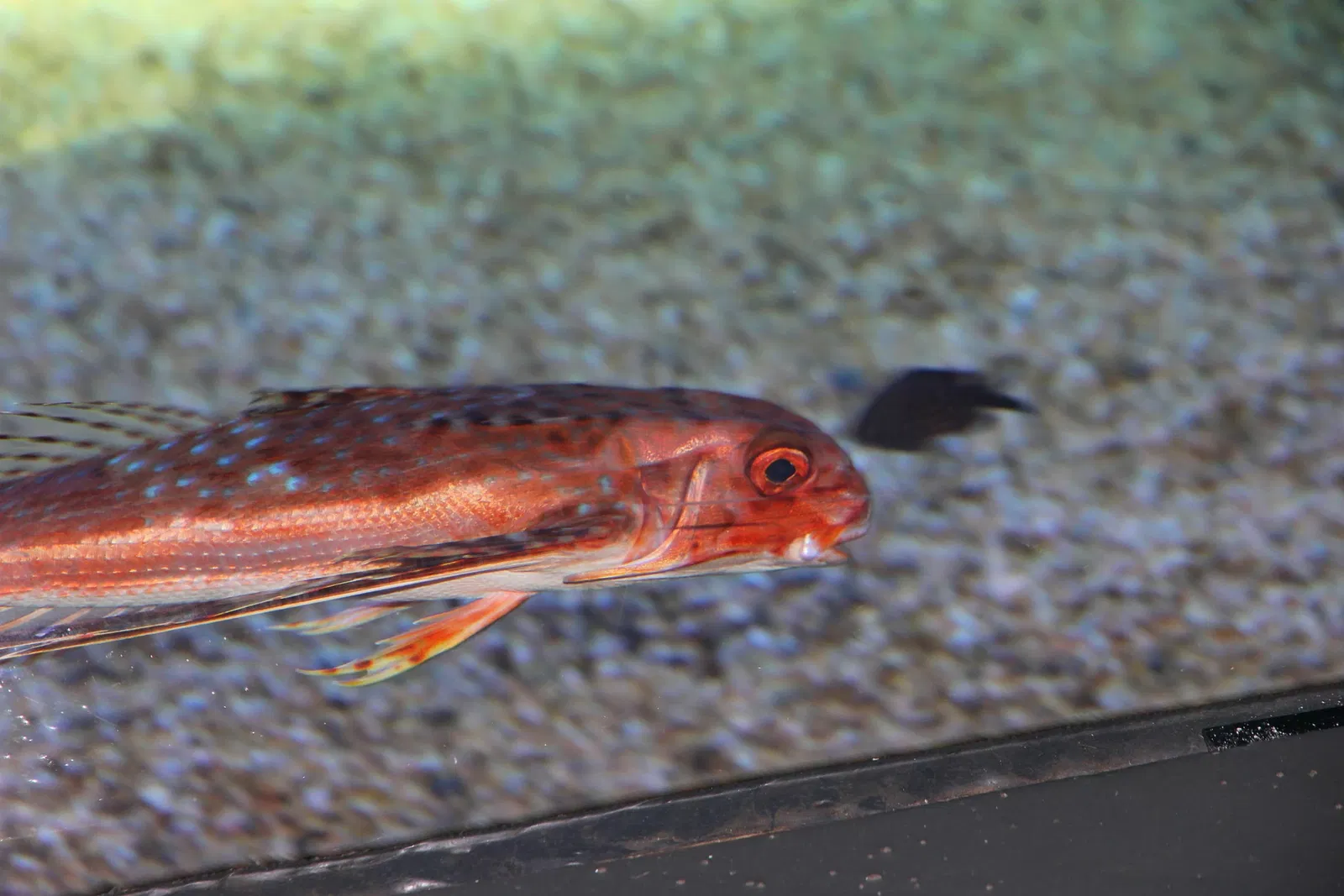 Acquario di Cala Gonone