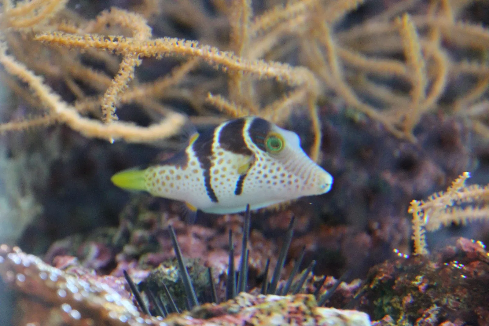 Acquario di Cala Gonone