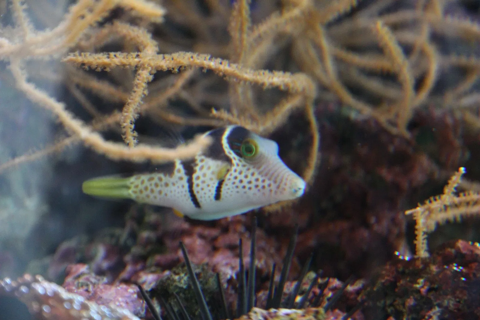 Acquario di Cala Gonone