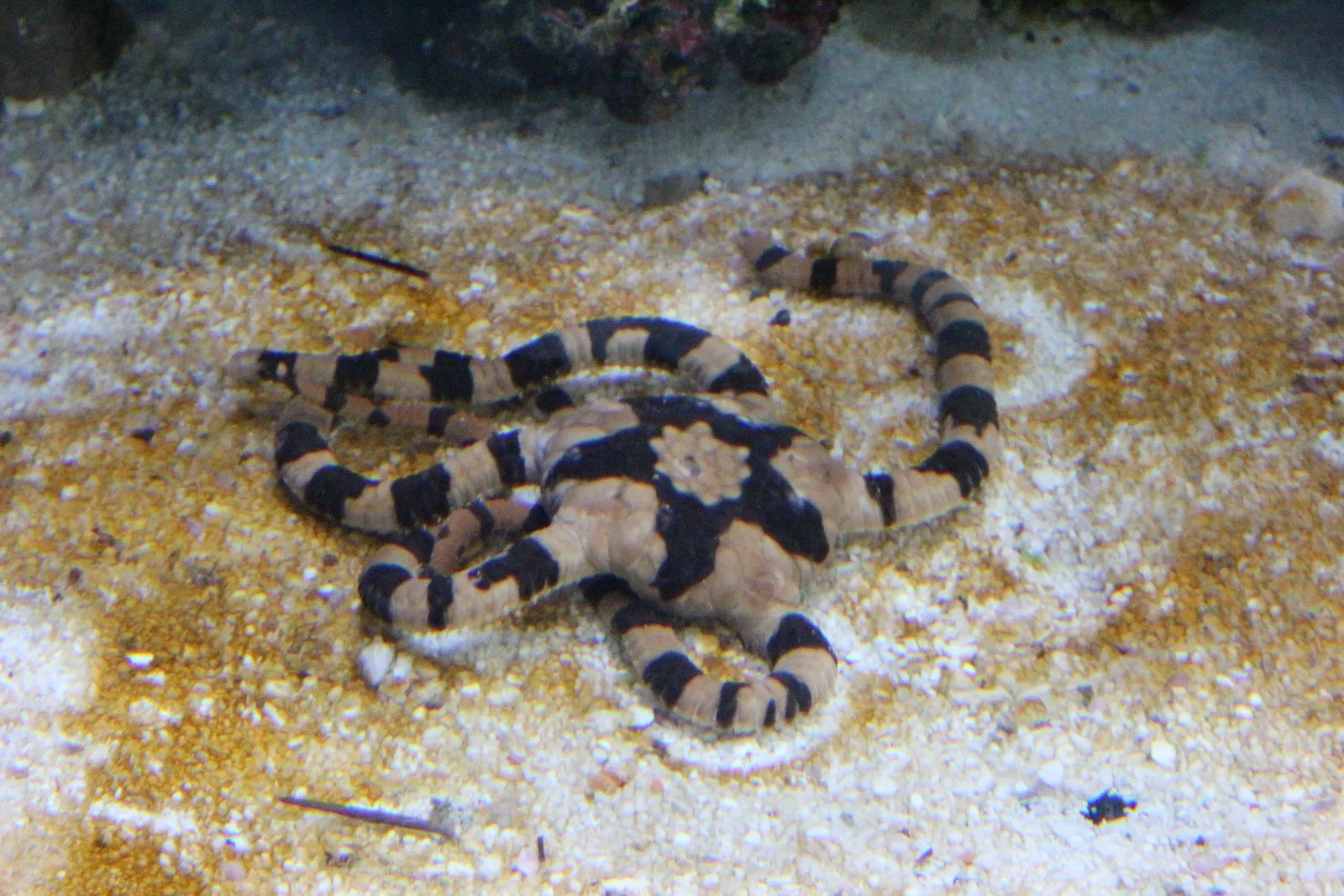 Acquario di Cala Gonone
