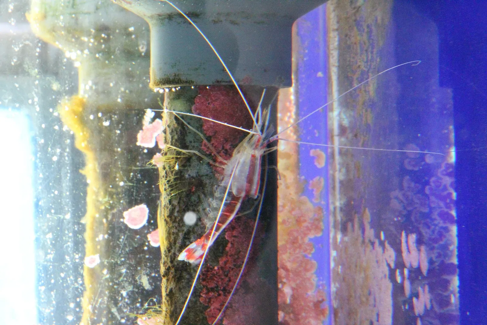 Acquario di Cala Gonone