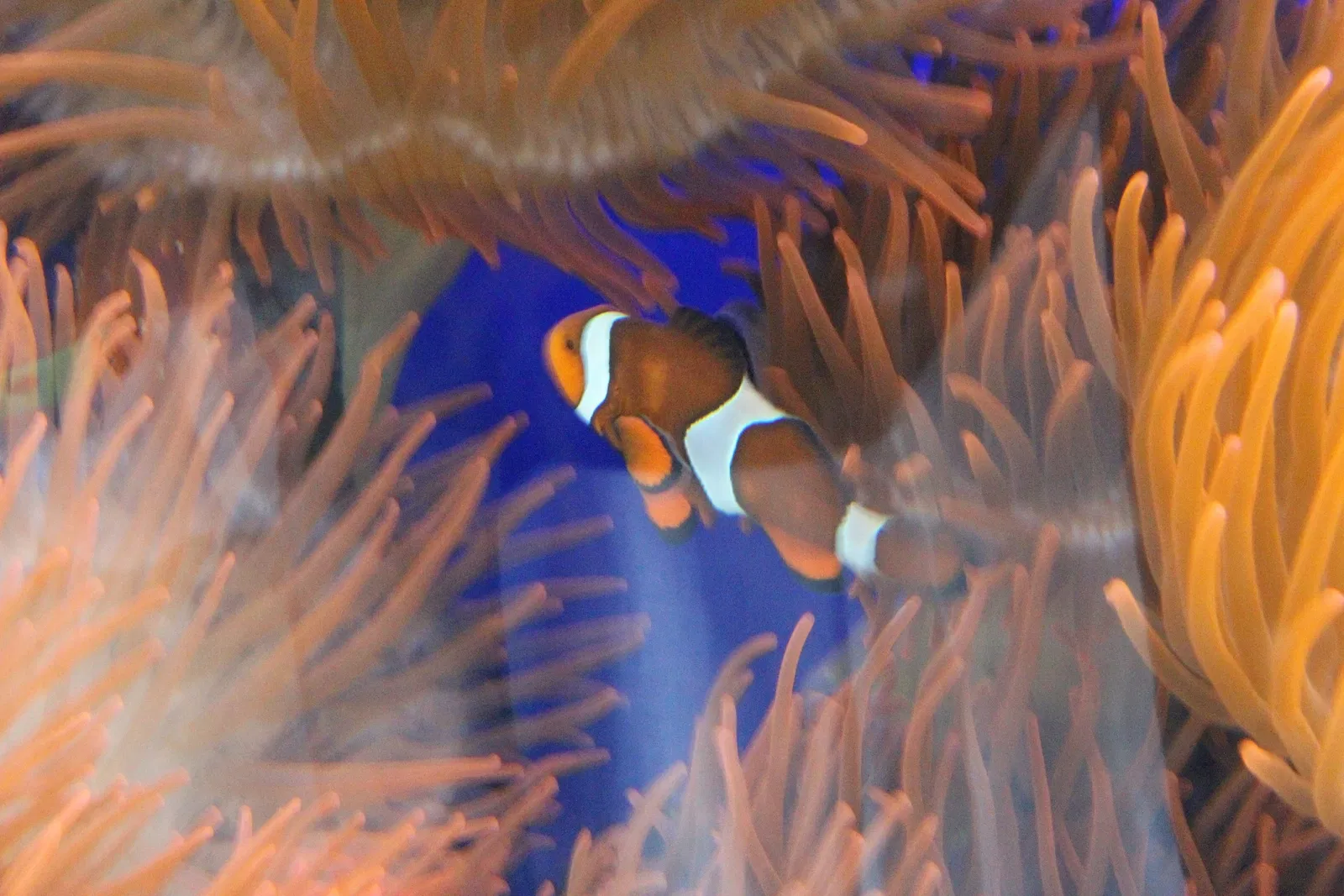 Acquario di Cala Gonone