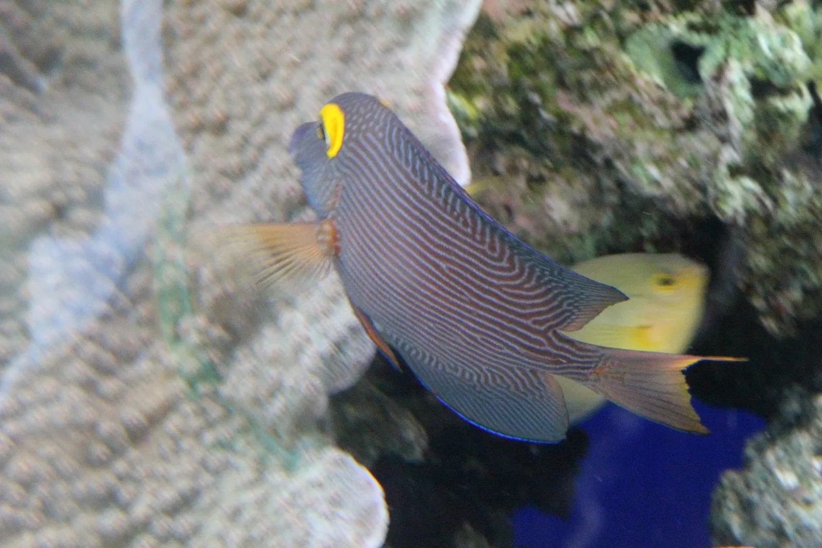 Acquario di Cala Gonone