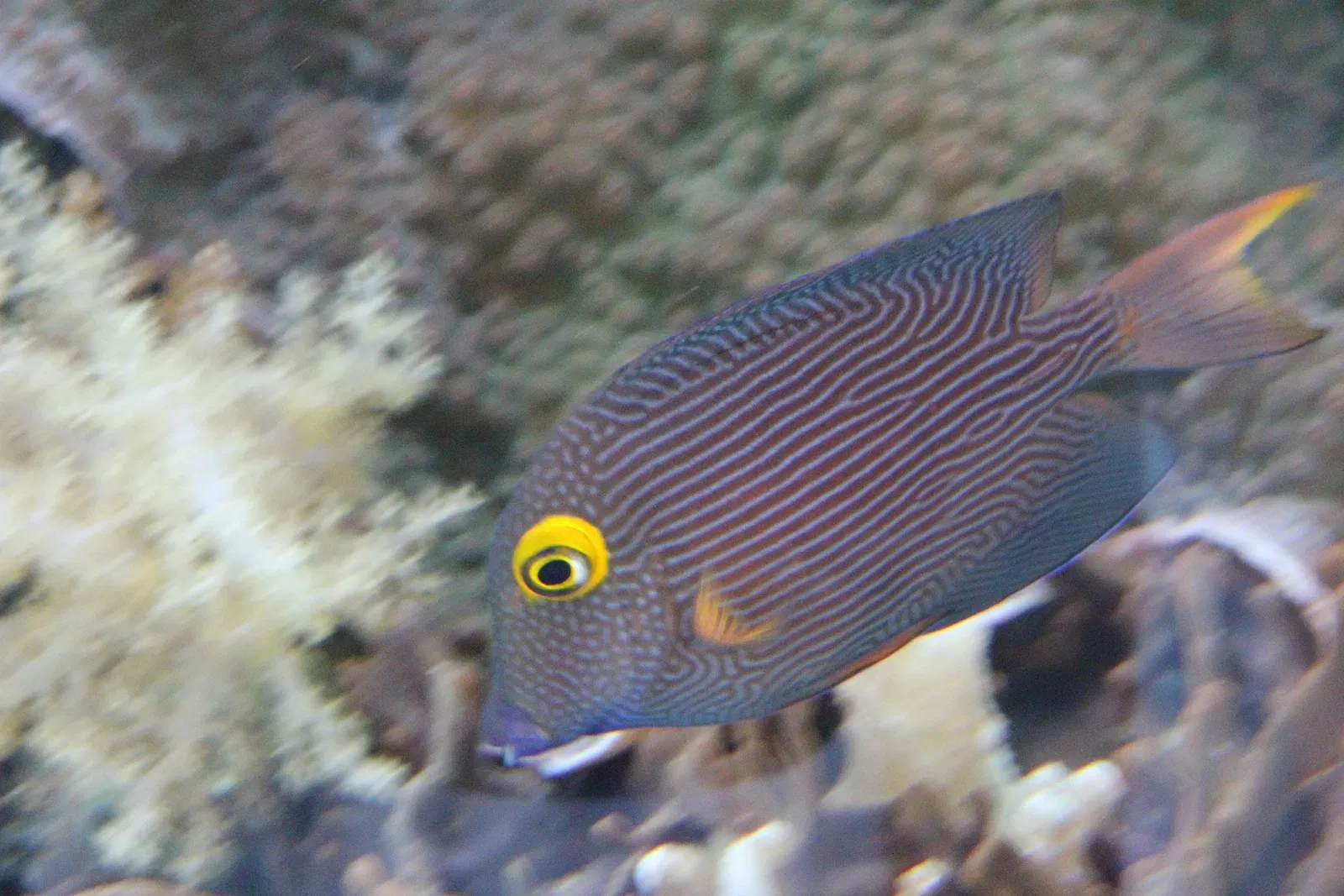 Acquario di Cala Gonone