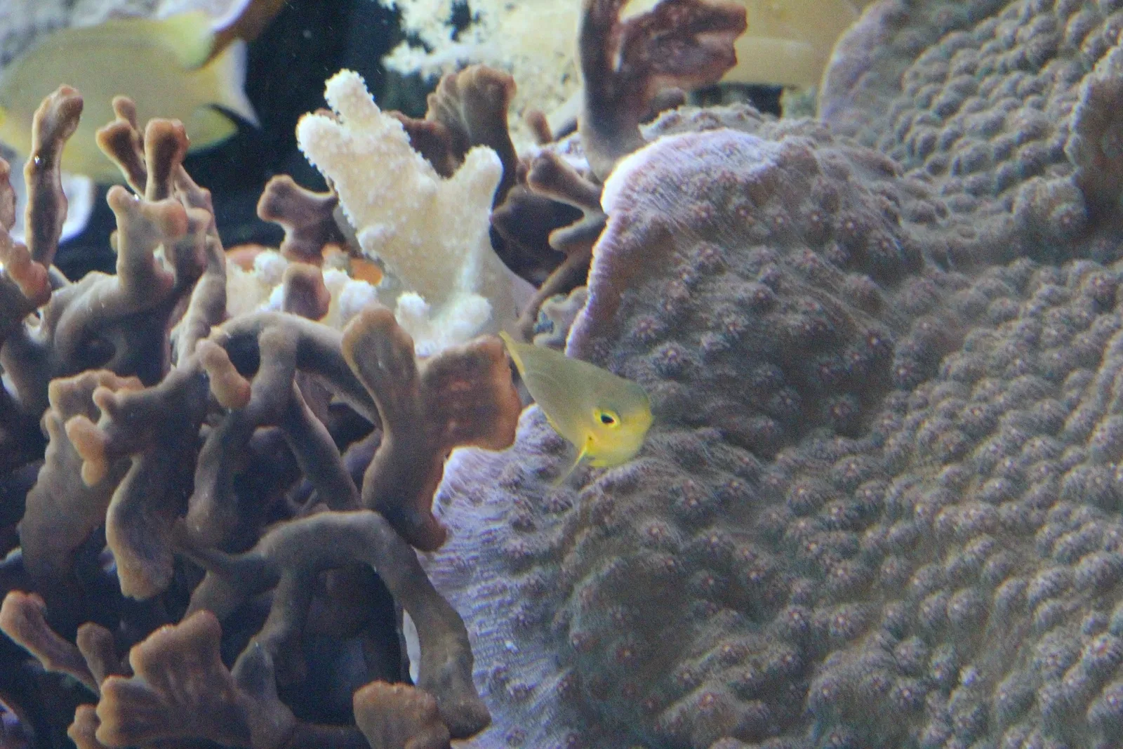 Acquario di Cala Gonone