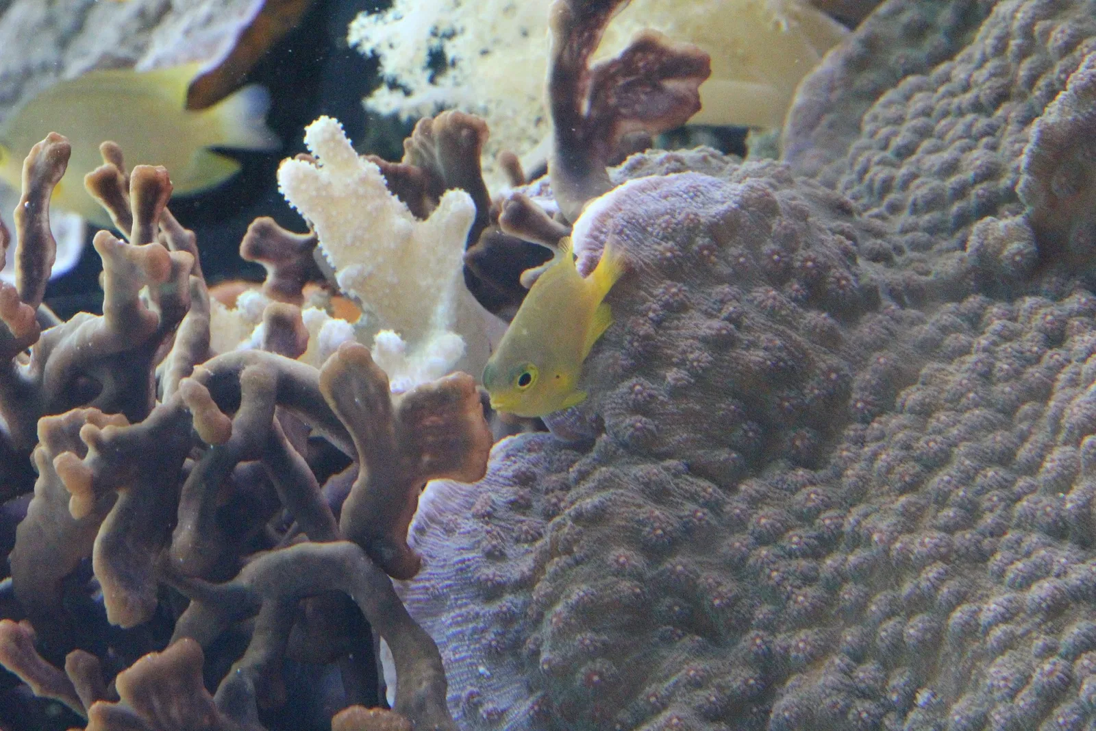 Acquario di Cala Gonone