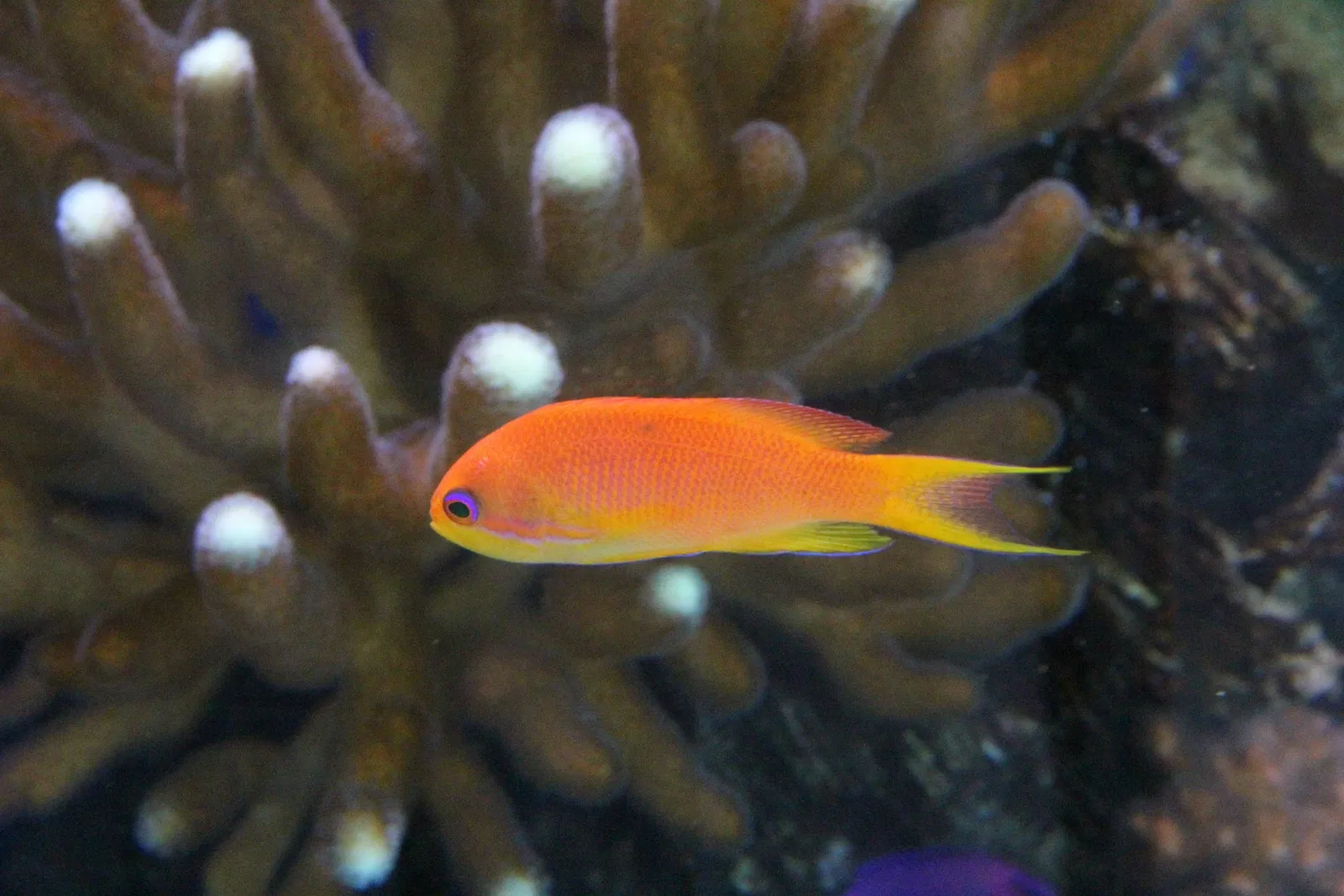 Acquario di Cala Gonone