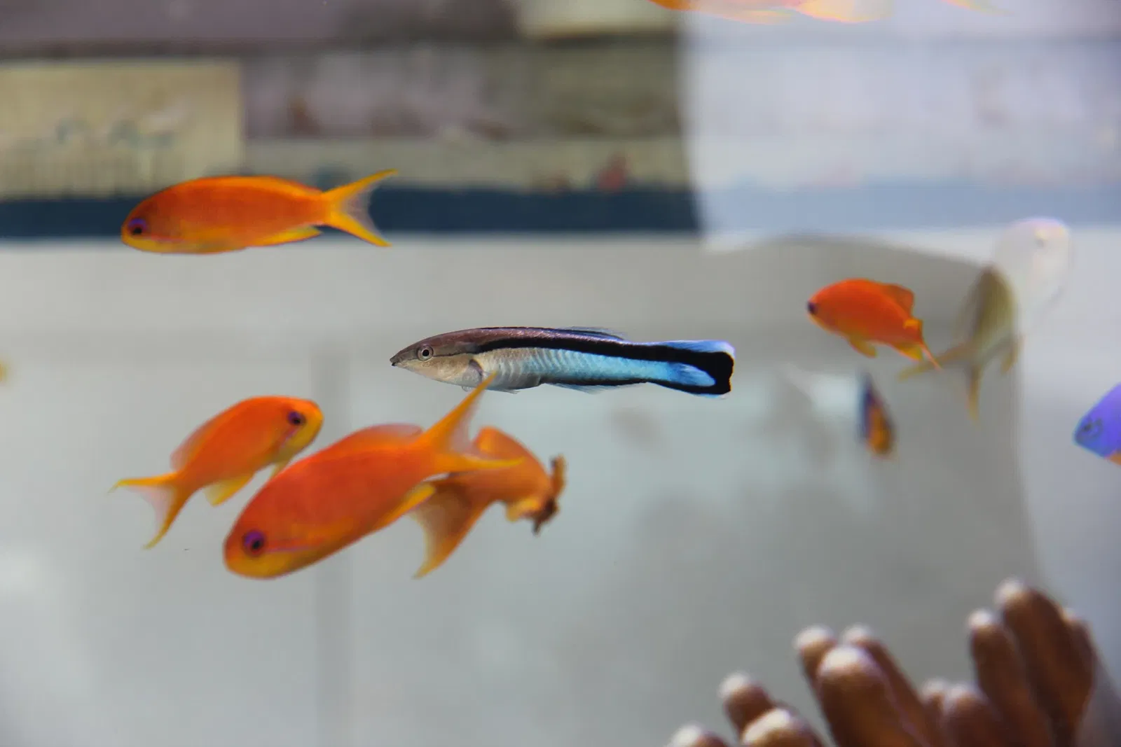 Acquario di Cala Gonone