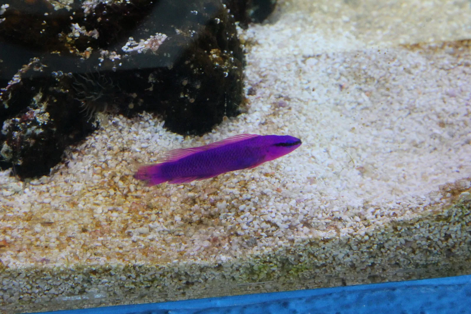 Acquario di Cala Gonone