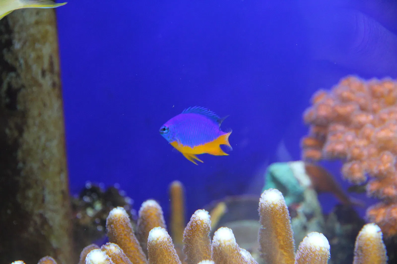 Acquario di Cala Gonone
