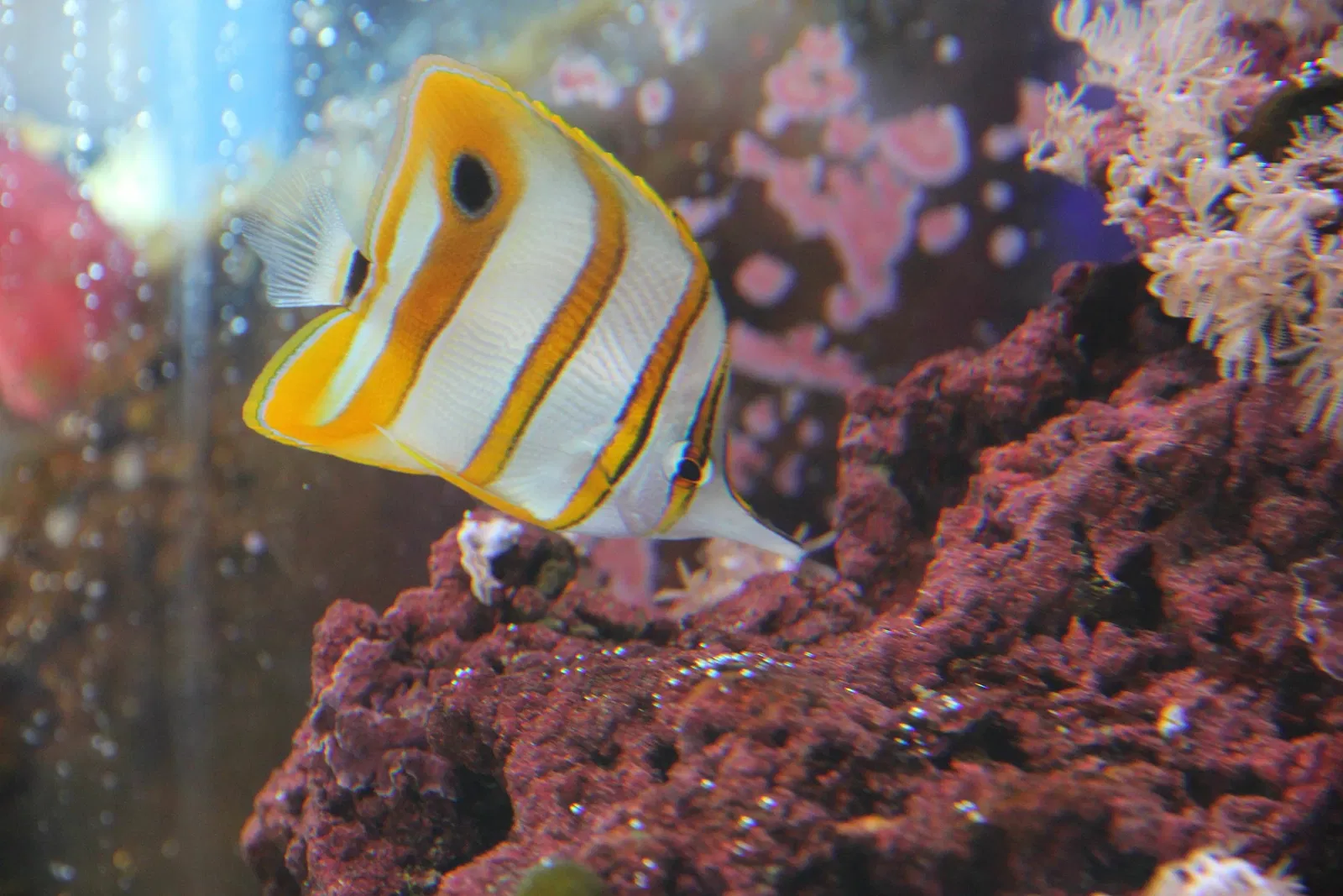 Acquario di Cala Gonone