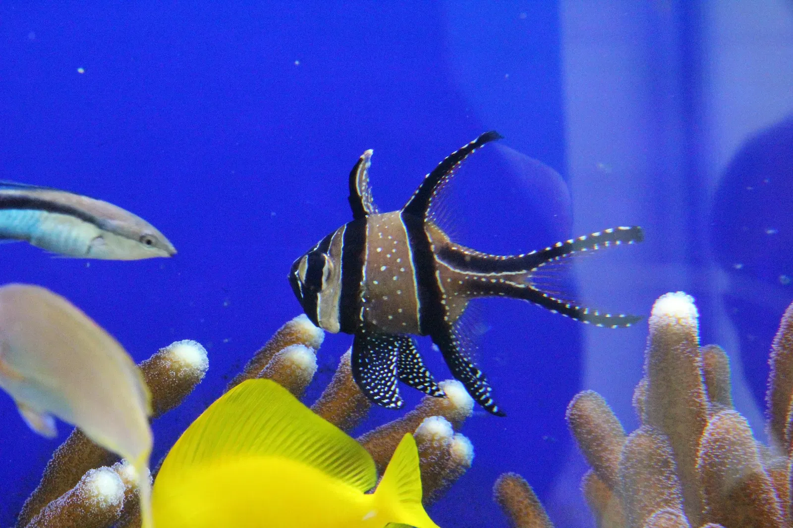 Acquario di Cala Gonone