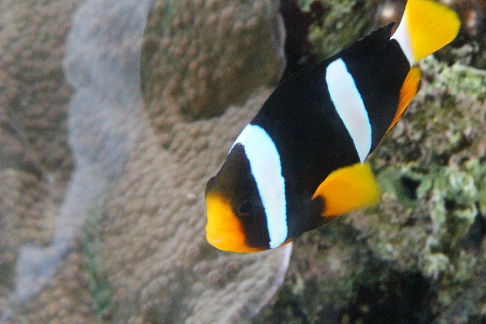 Acquario di Cala Gonone