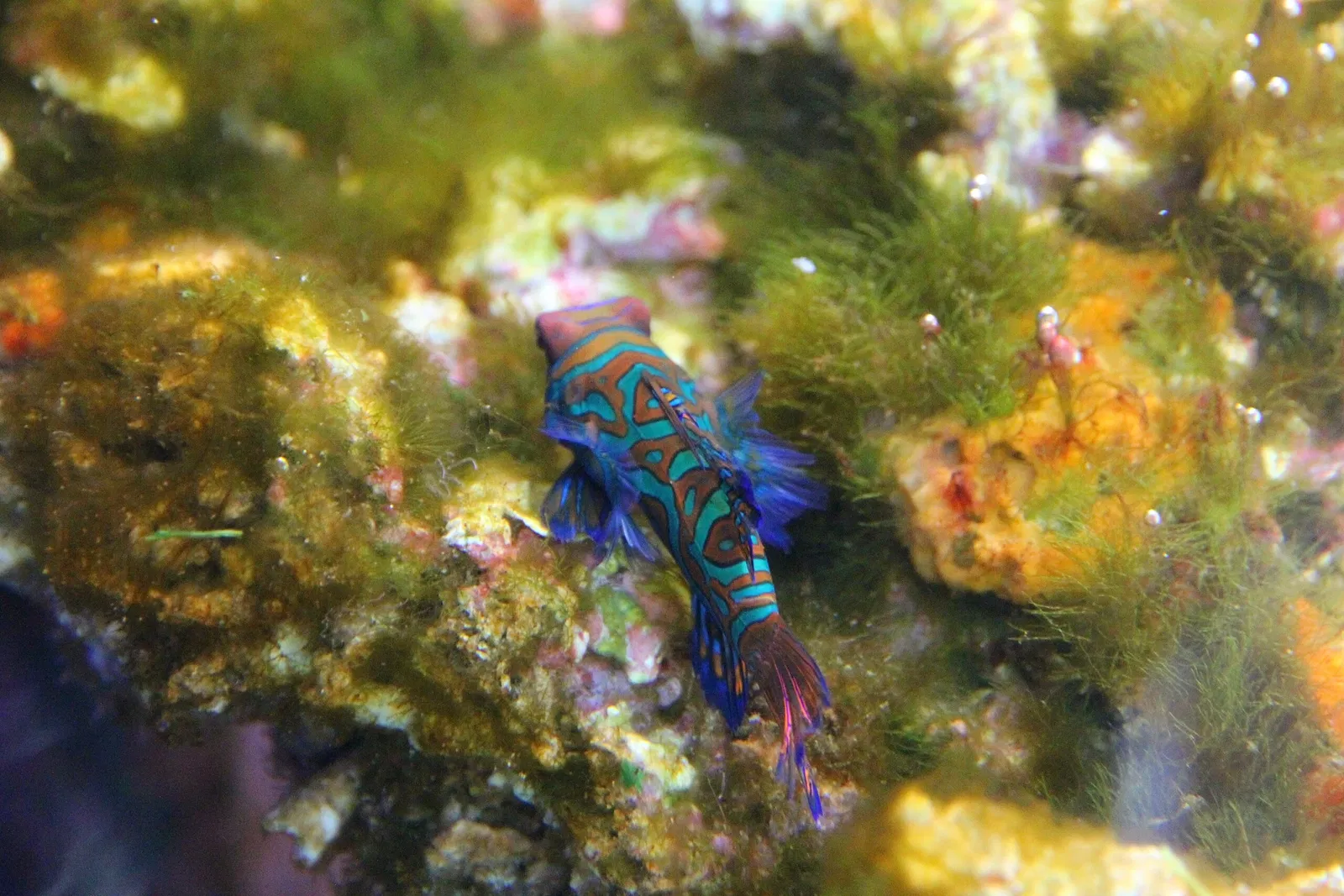 Acquario di Cala Gonone