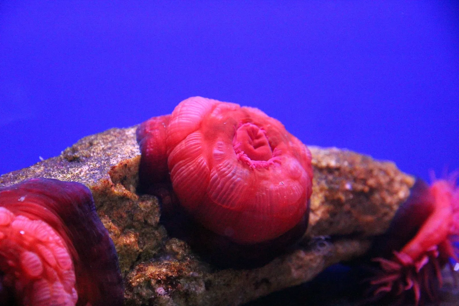 Acquario di Cala Gonone