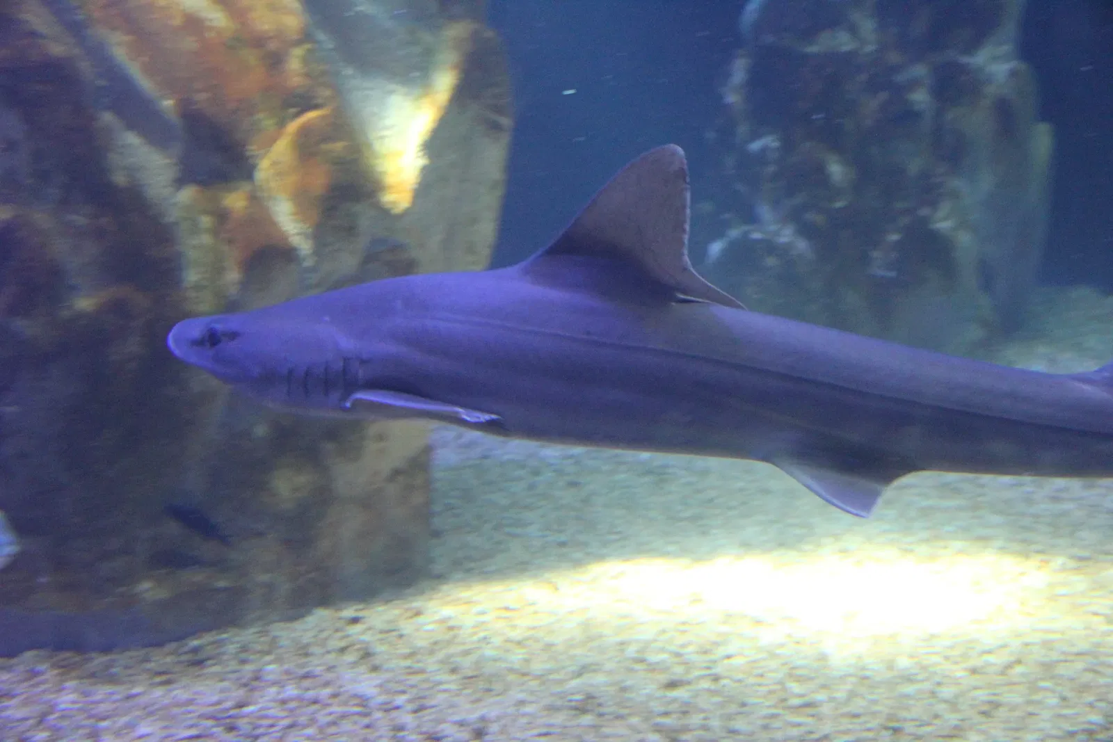Acquario di Cala Gonone