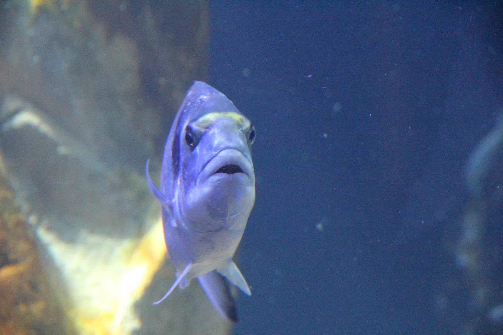 Acquario di Cala Gonone