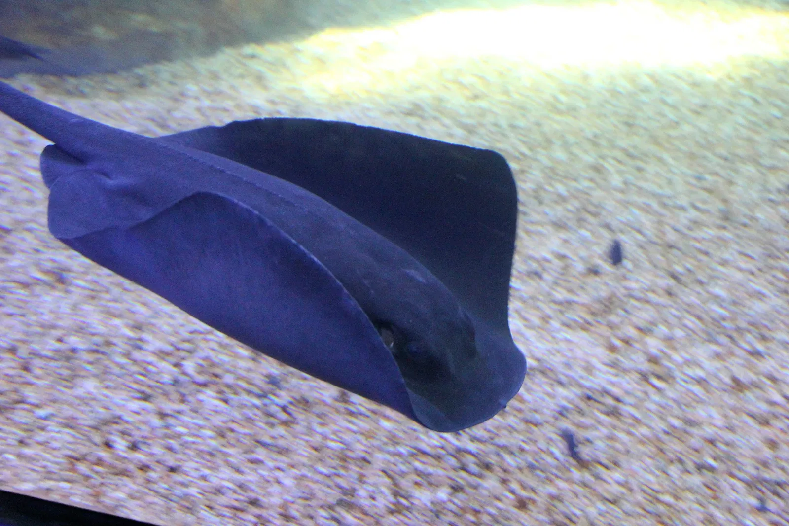 Acquario di Cala Gonone