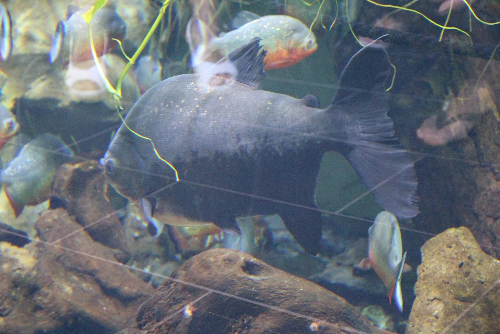 Acquario di Cala Gonone