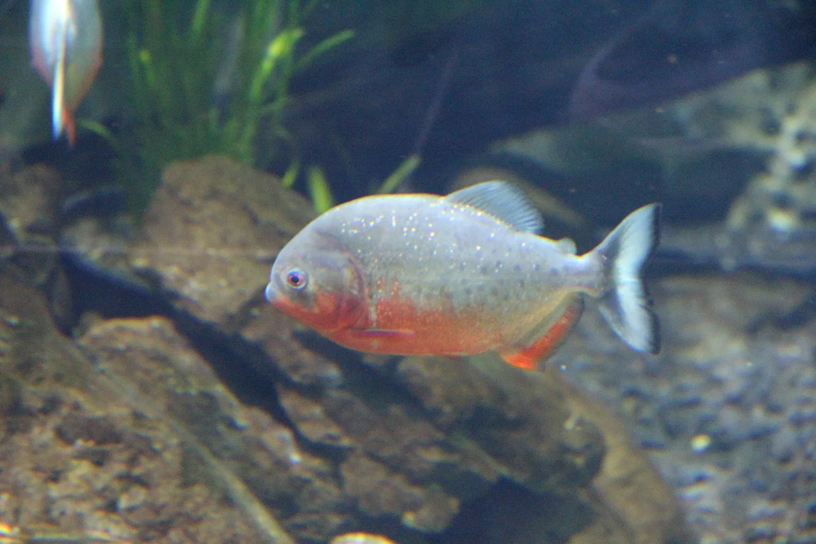 Acquario di Cala Gonone