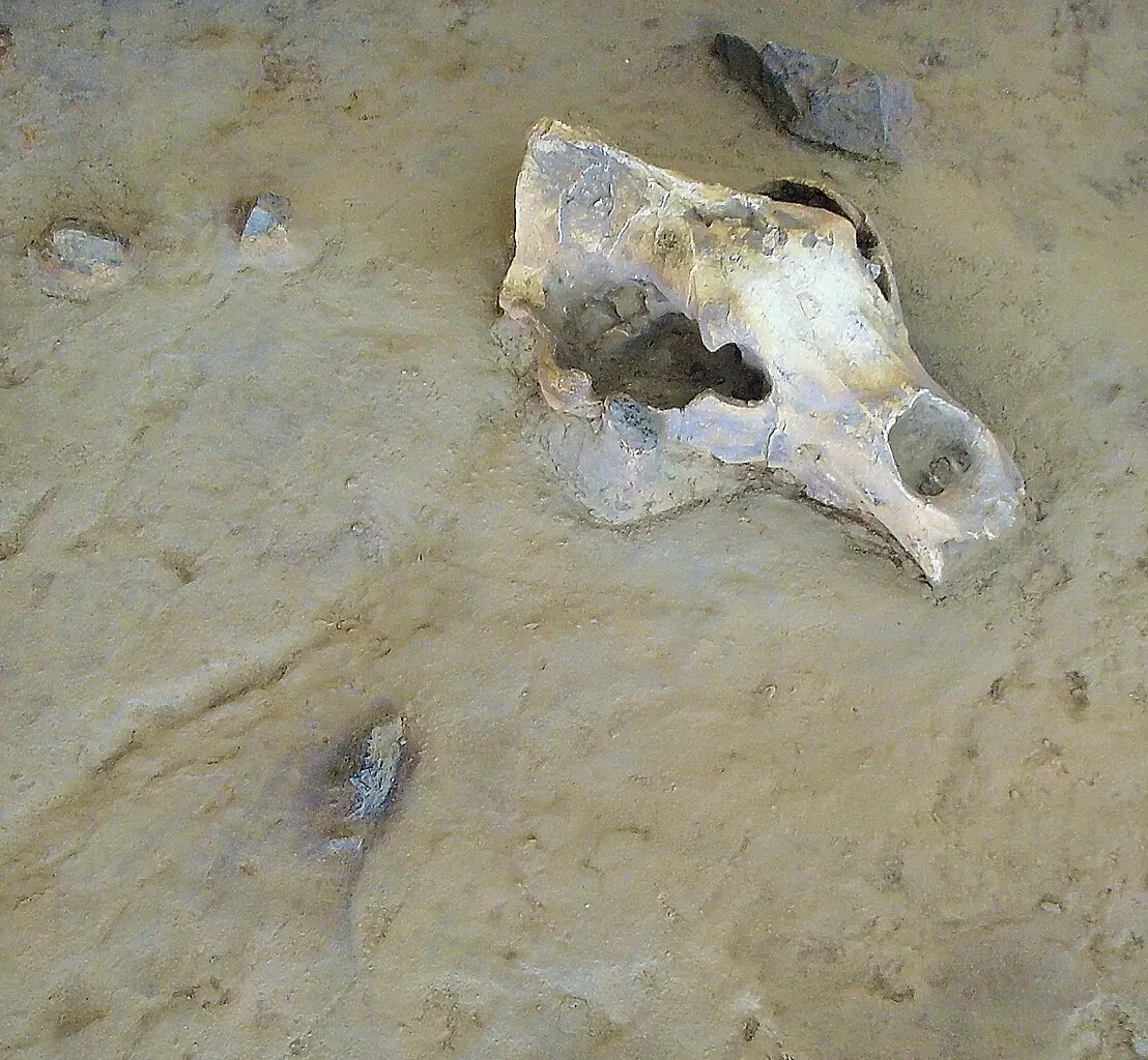 Museum of Préhistory Tautavel