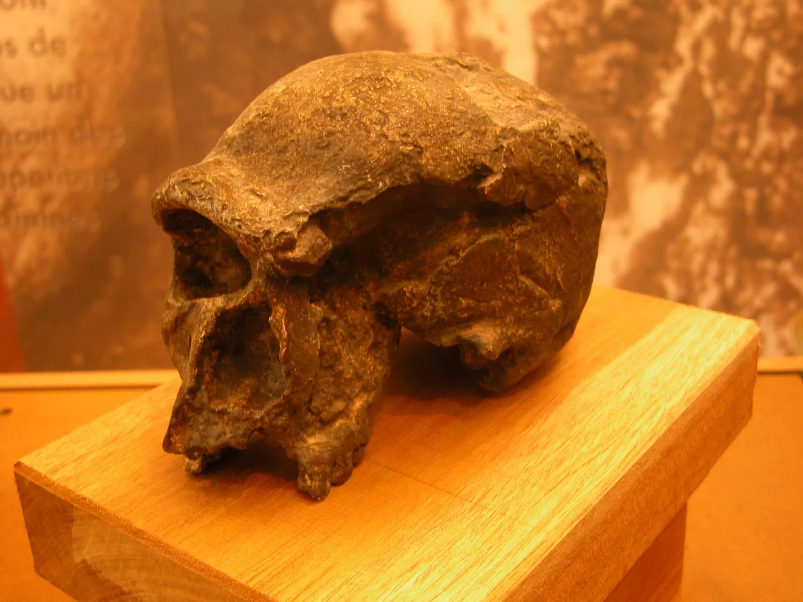 Museum of Préhistory Tautavel