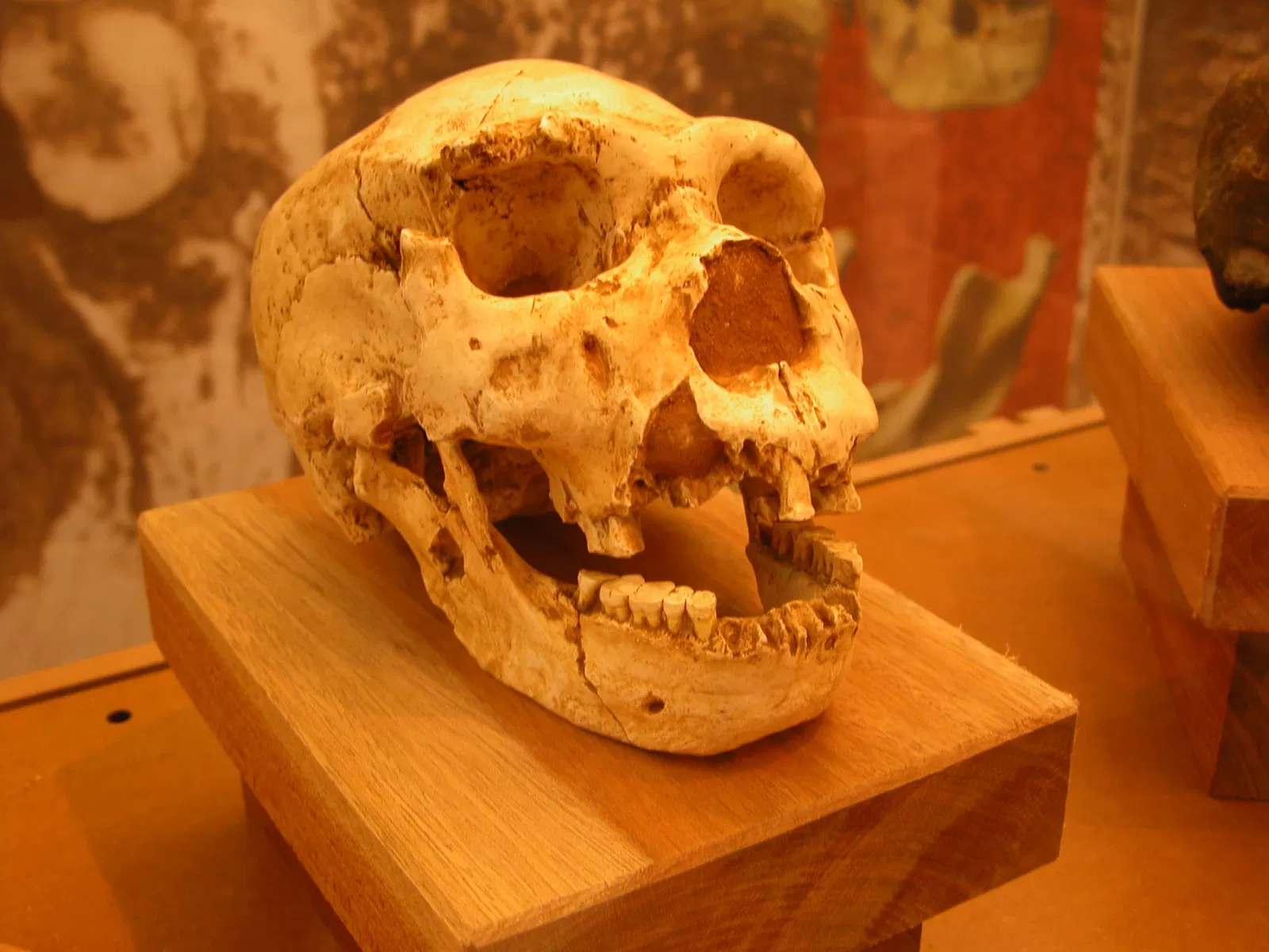 Museum of Préhistory Tautavel