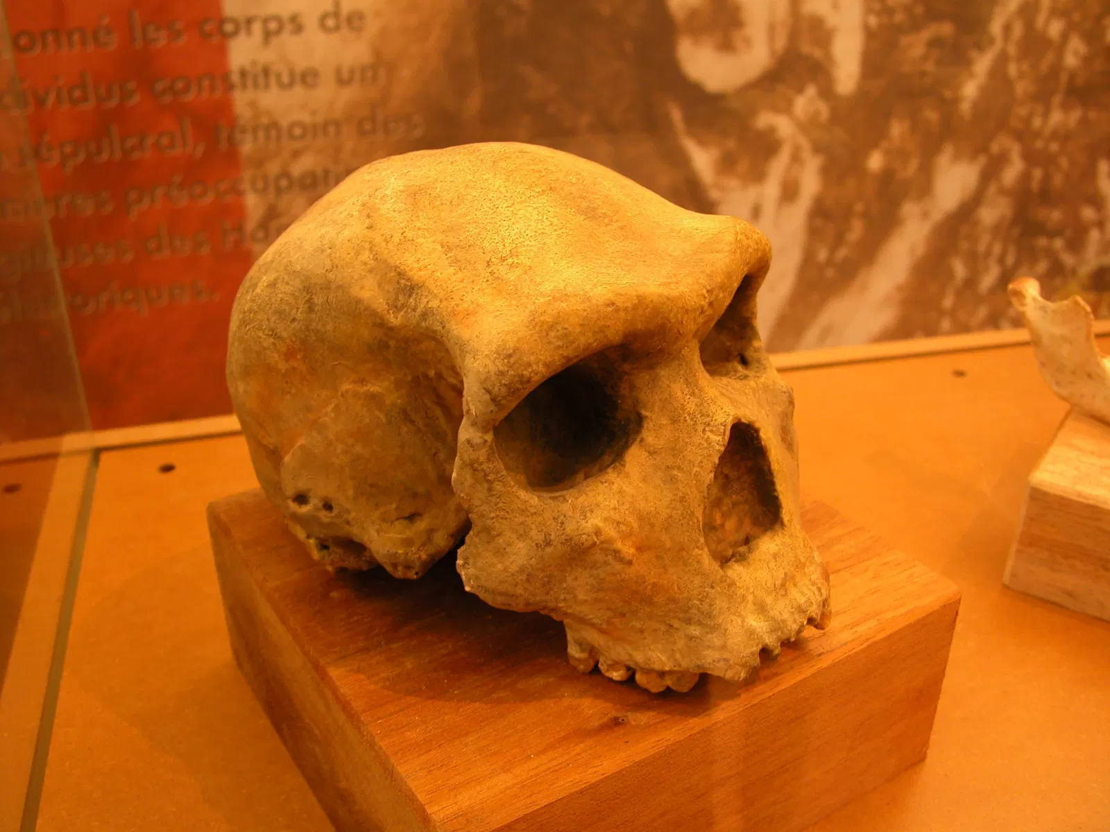 Museum of Préhistory Tautavel