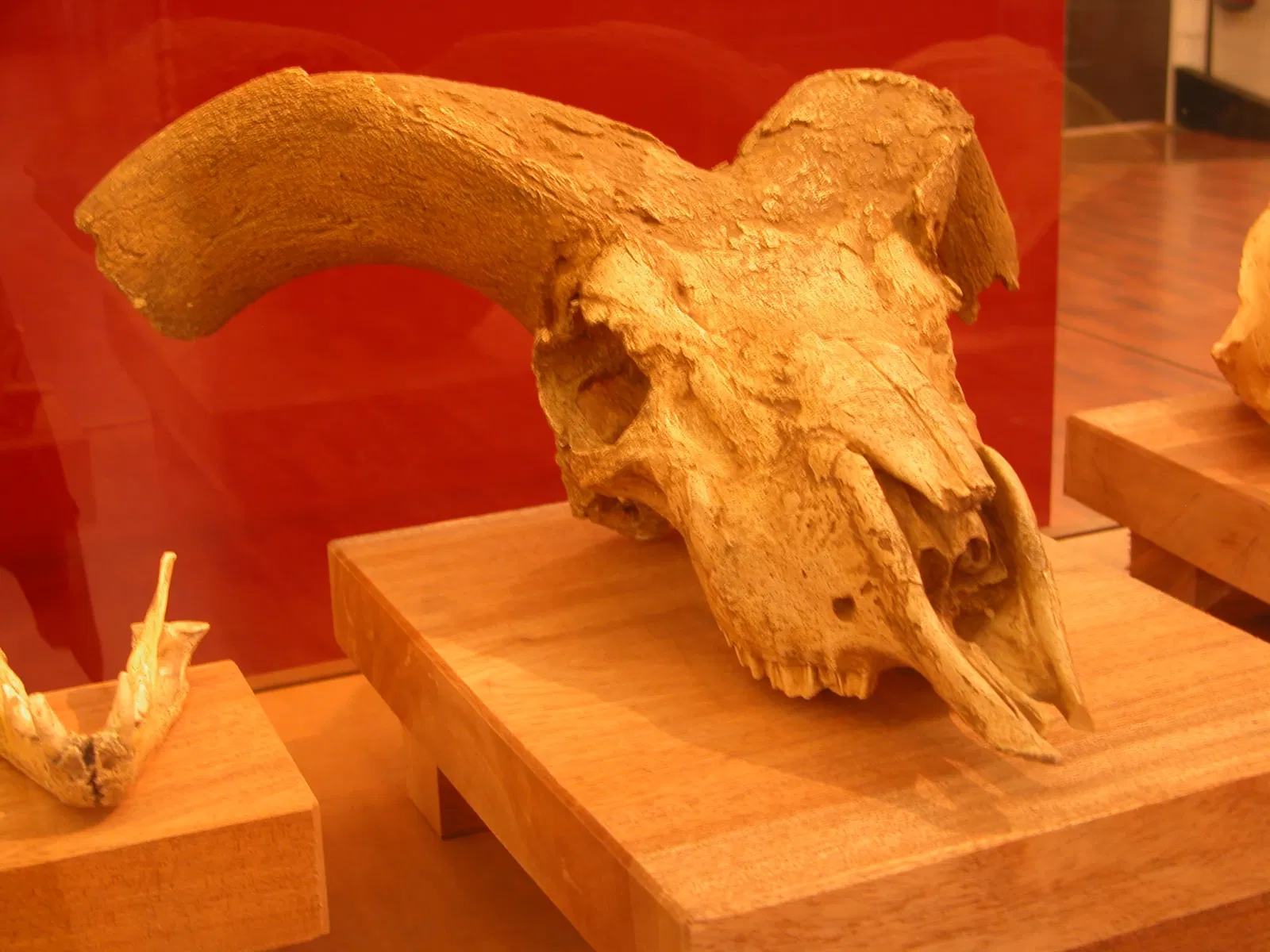 Museum of Préhistory Tautavel