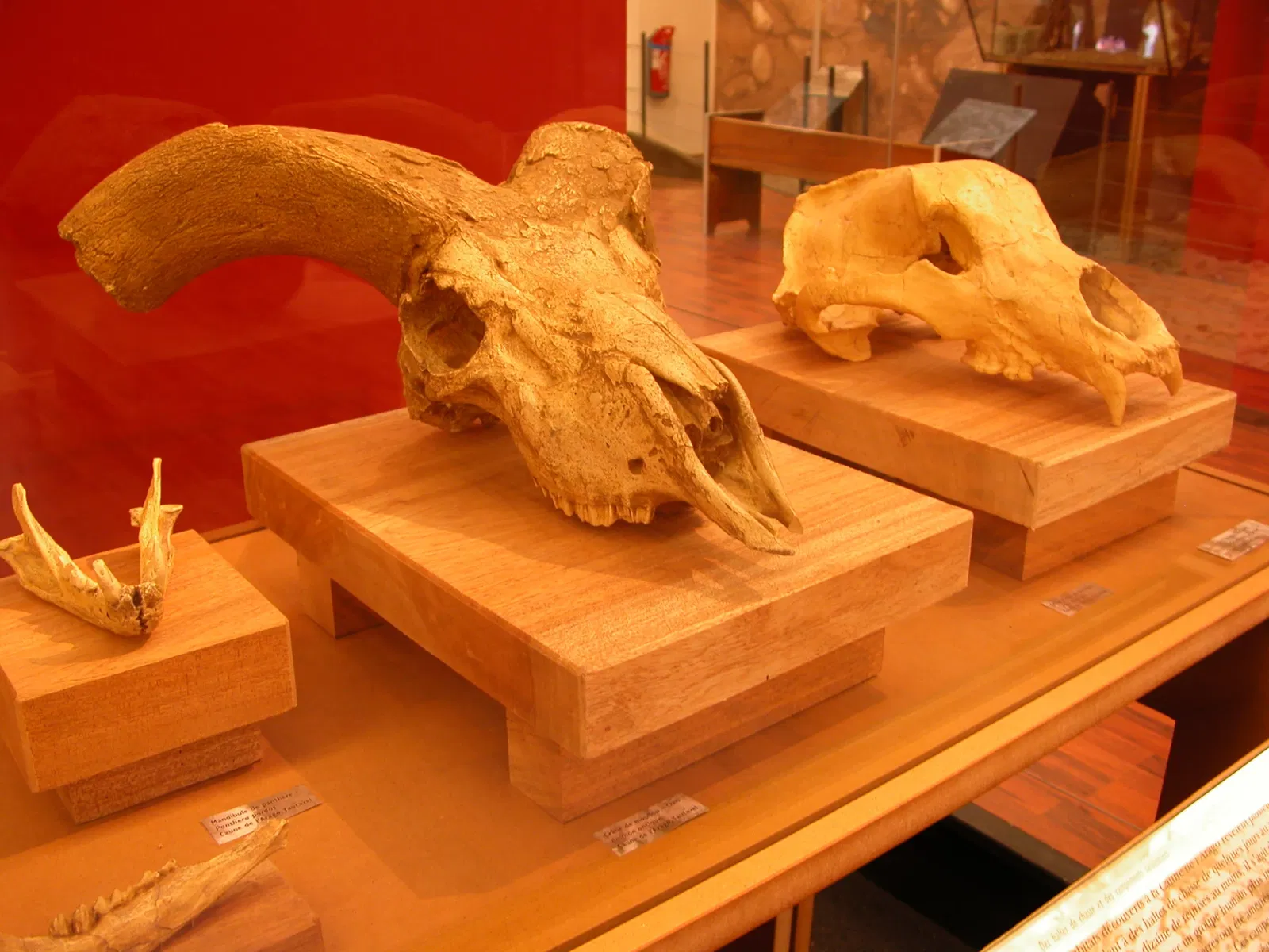 Musée de Préhistoire de Tautavel