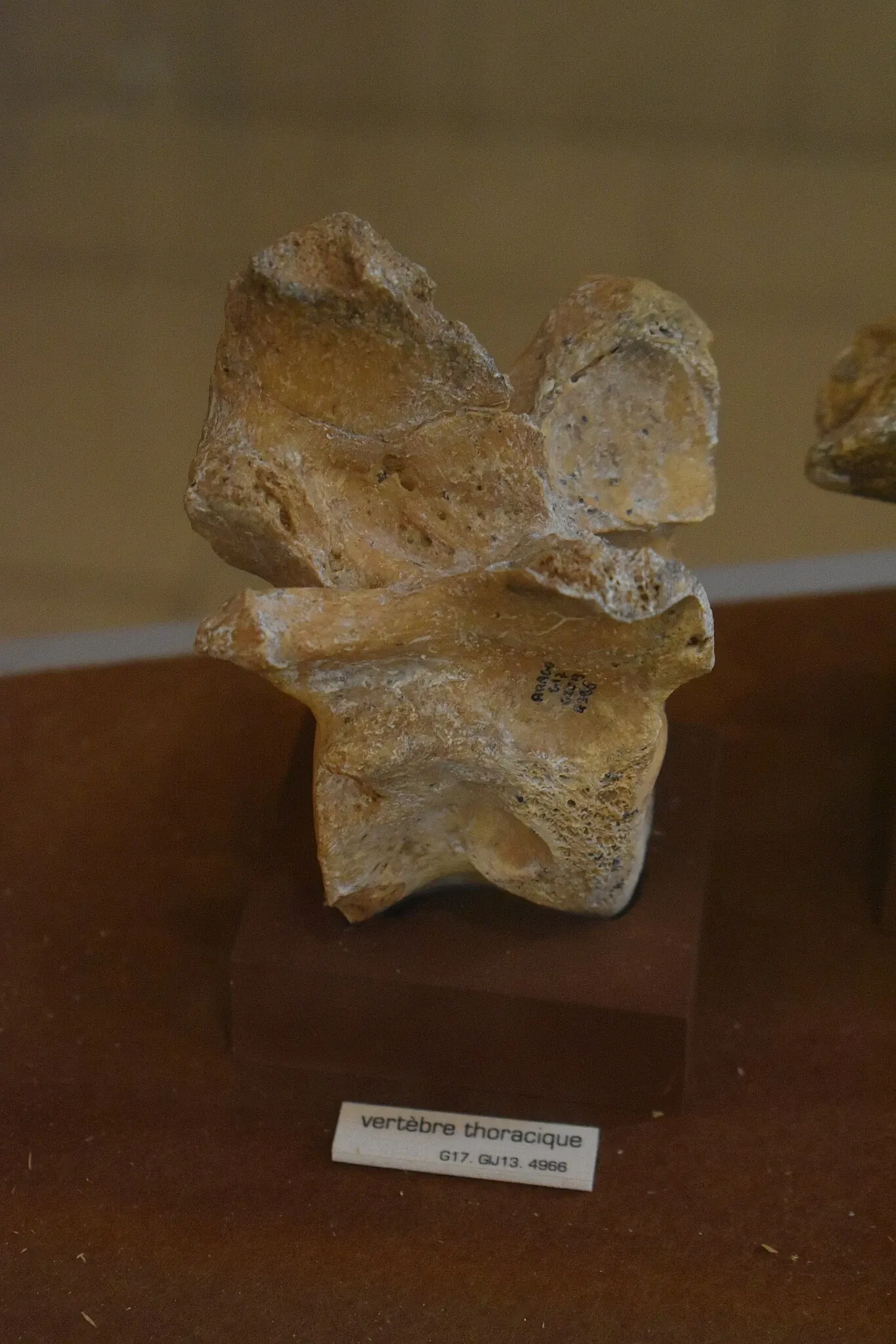 Museum of Préhistory Tautavel