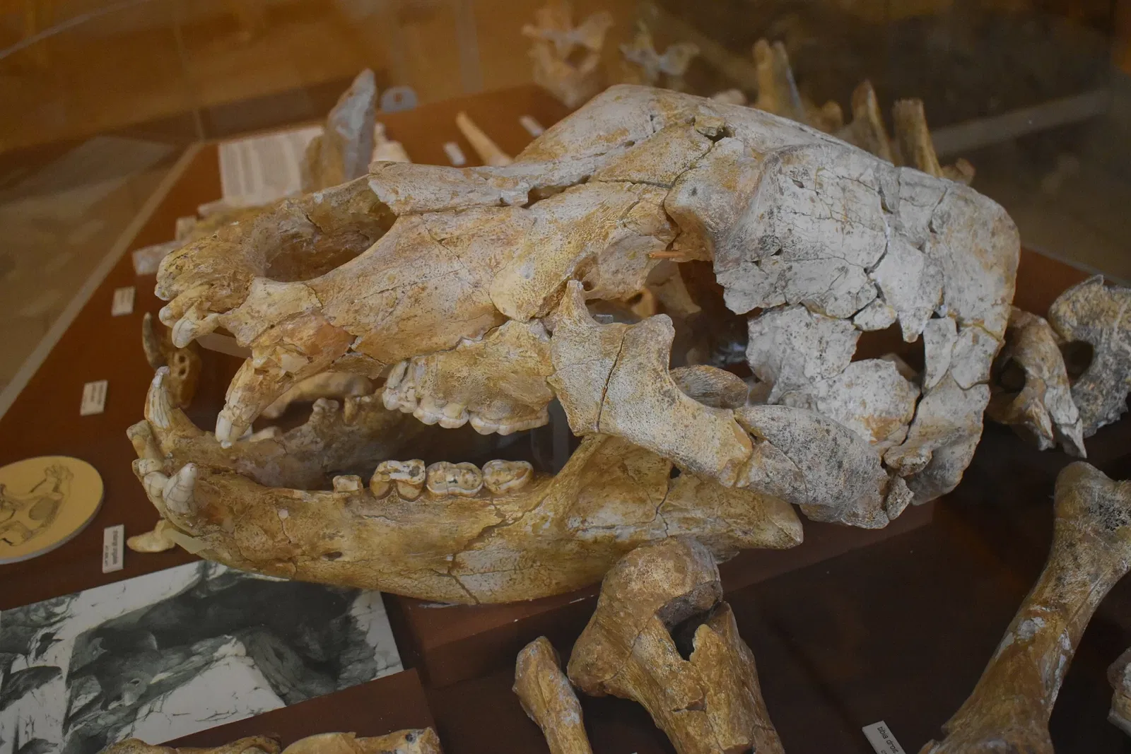 Musée de Préhistoire de Tautavel