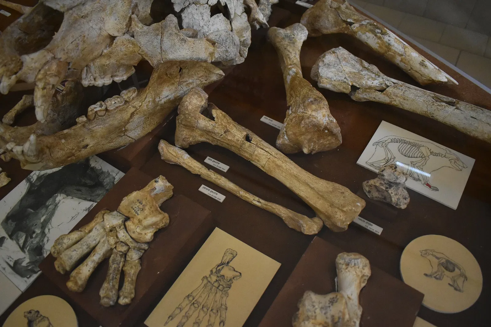 Museum of Préhistory Tautavel