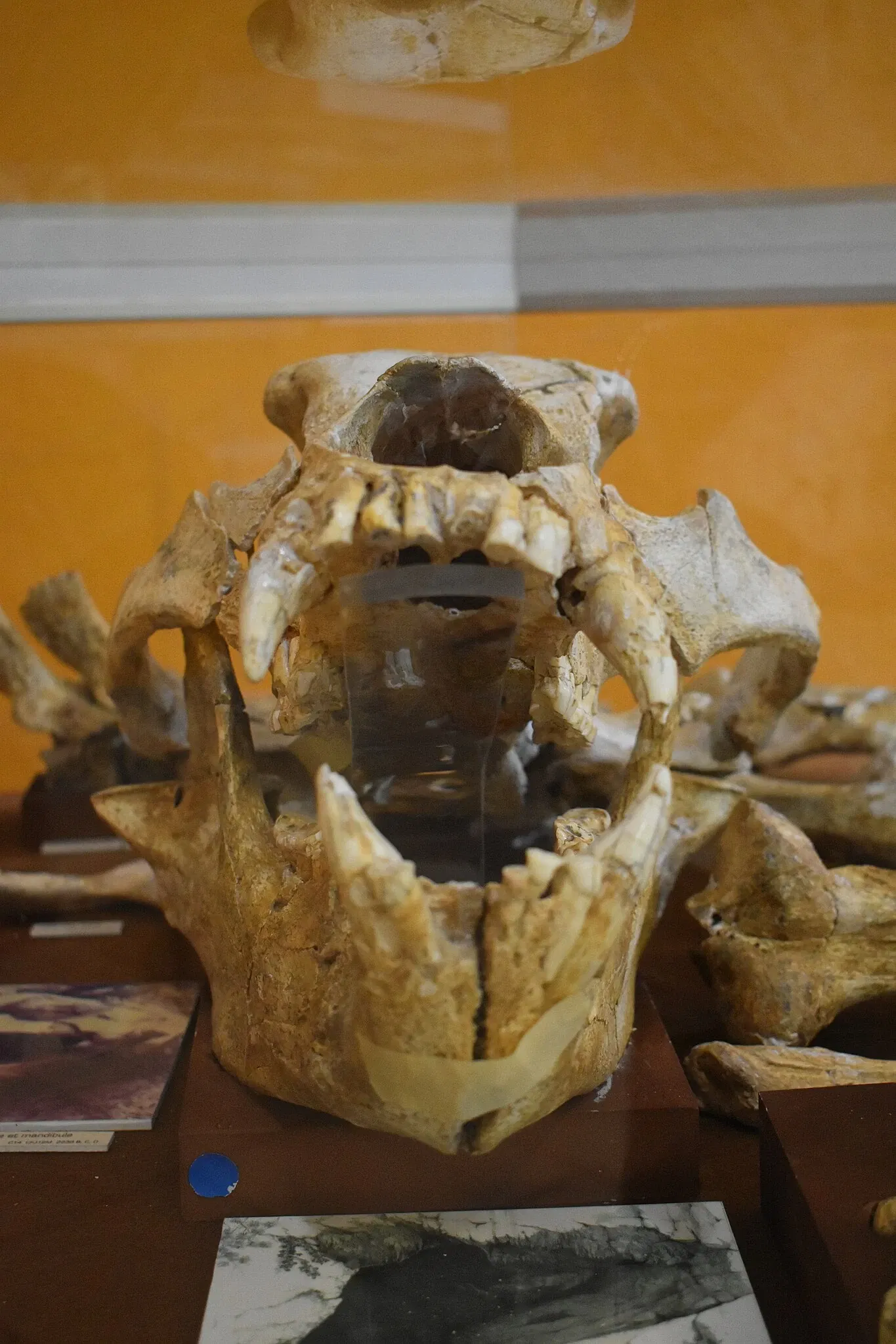 Museum of Préhistory Tautavel