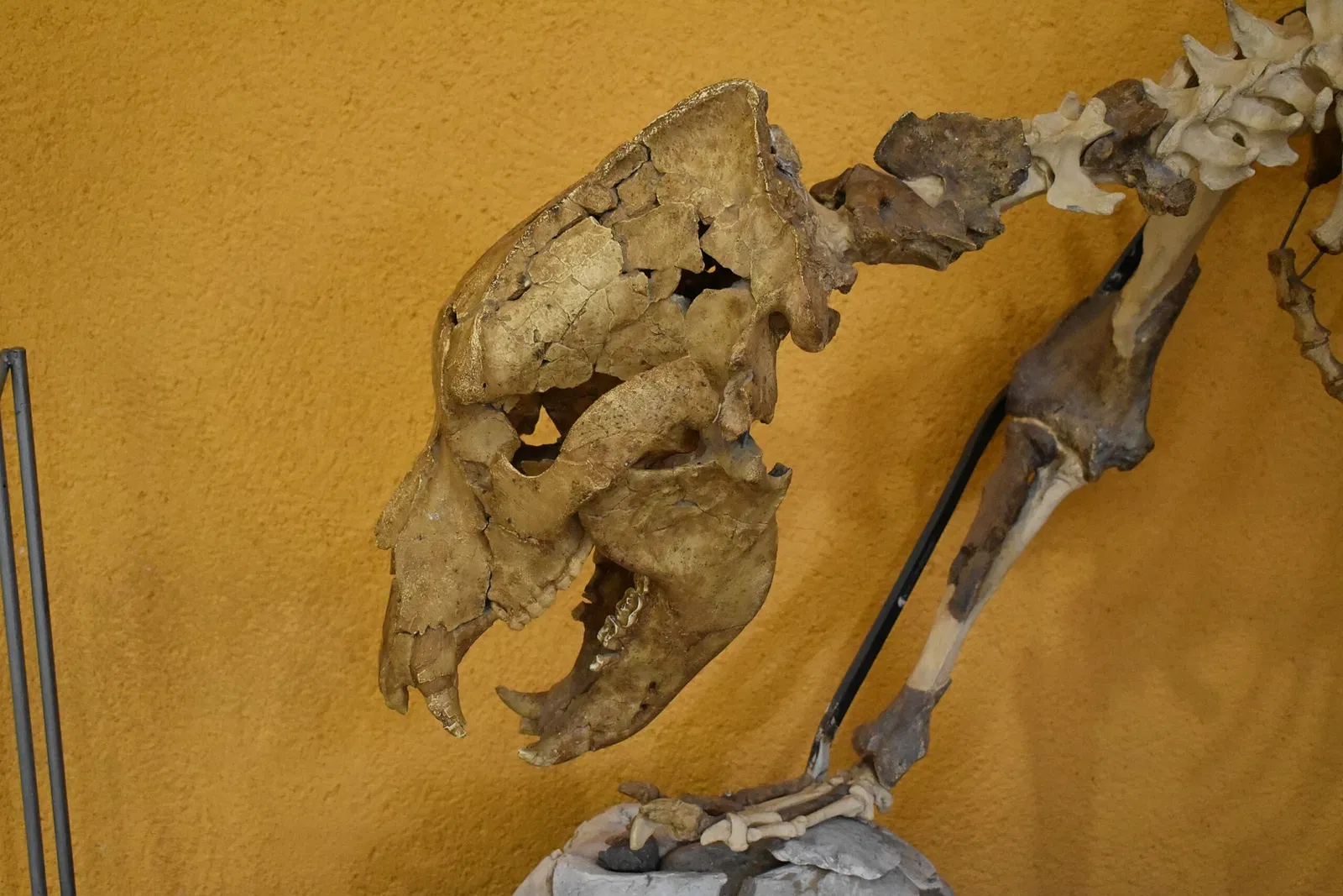 Musée de Préhistoire de Tautavel