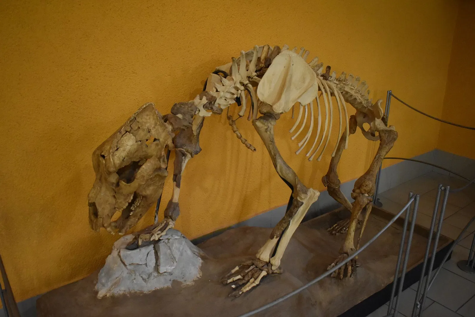 Museum of Préhistory Tautavel