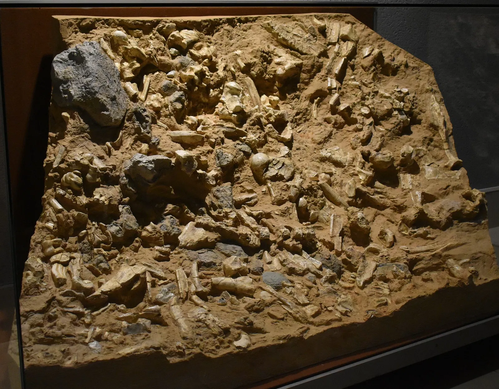 Museum of Préhistory Tautavel