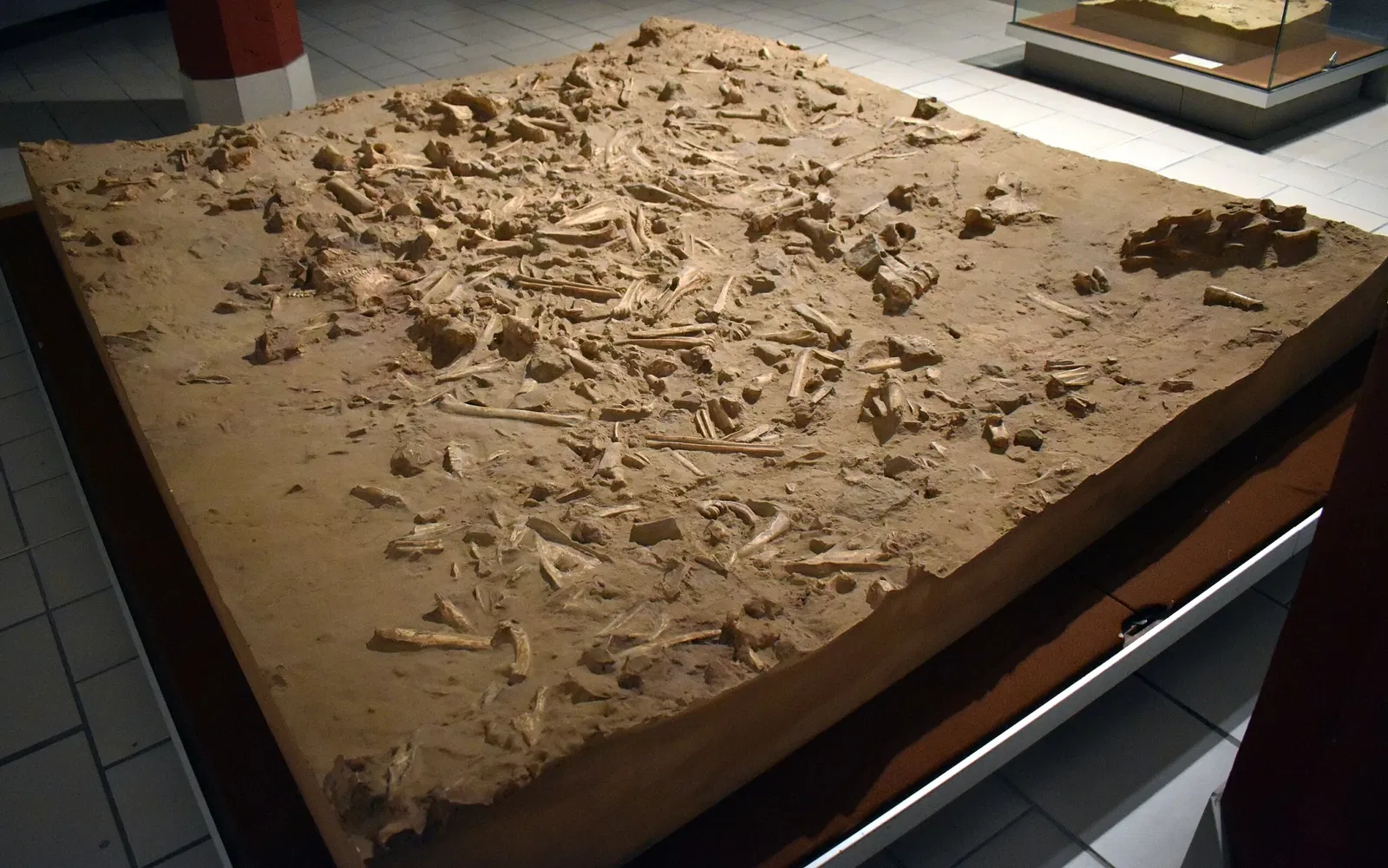 Museum of Préhistory Tautavel