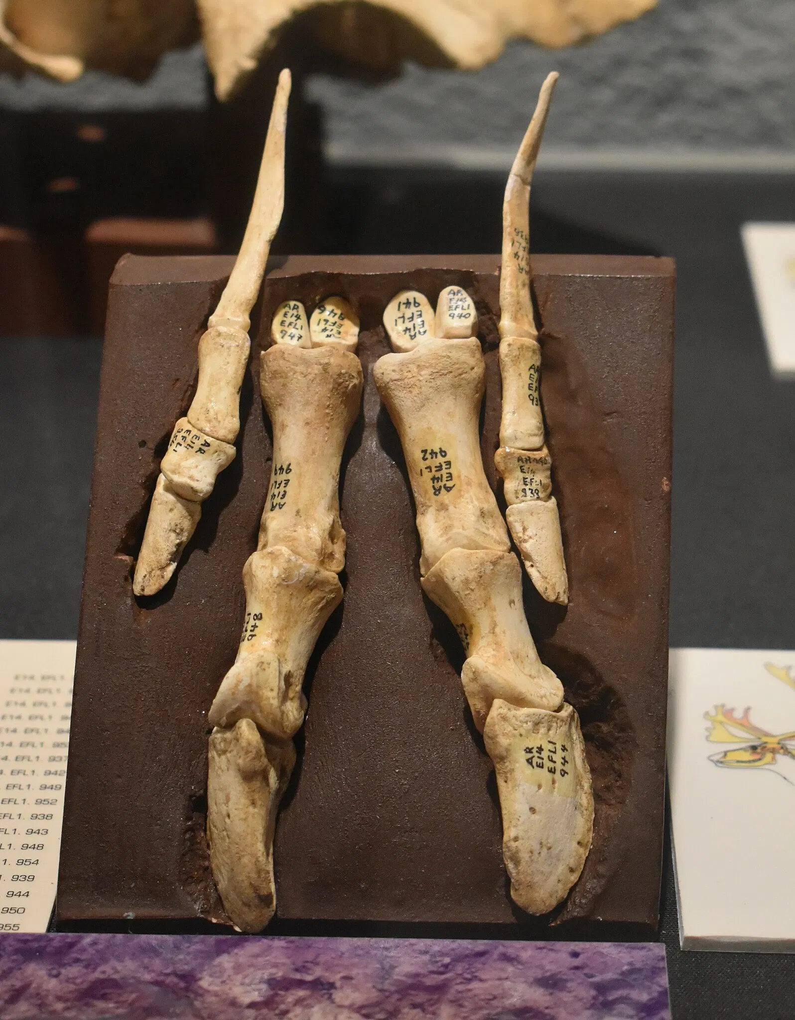 Musée de Préhistoire de Tautavel