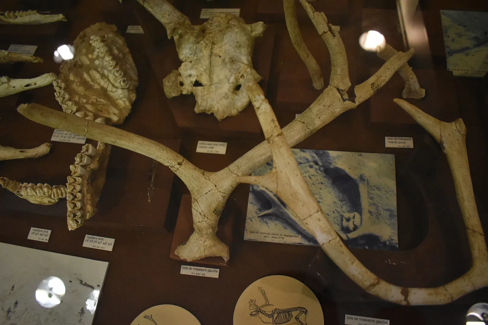 Musée de Préhistoire de Tautavel