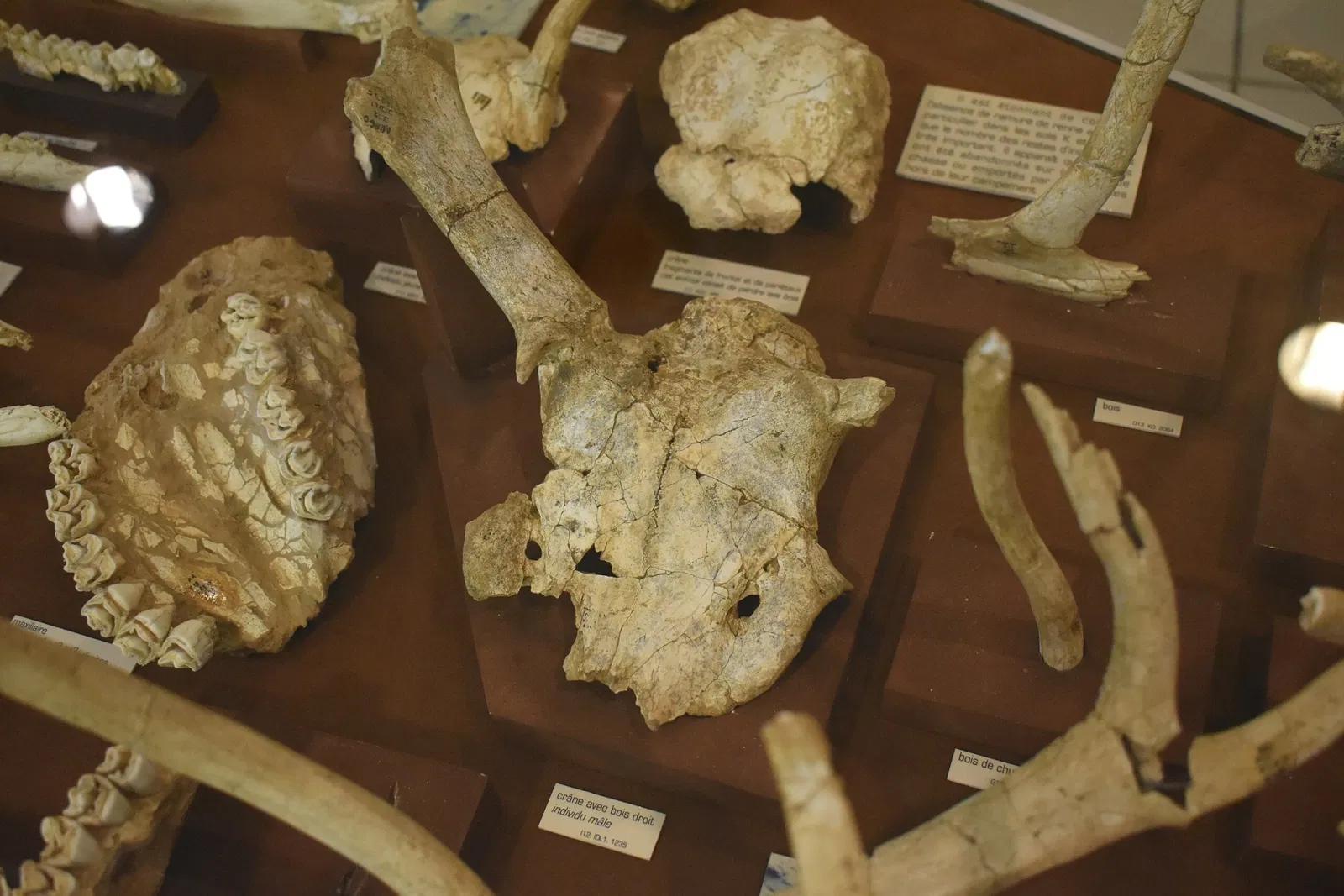 Musée de Préhistoire de Tautavel