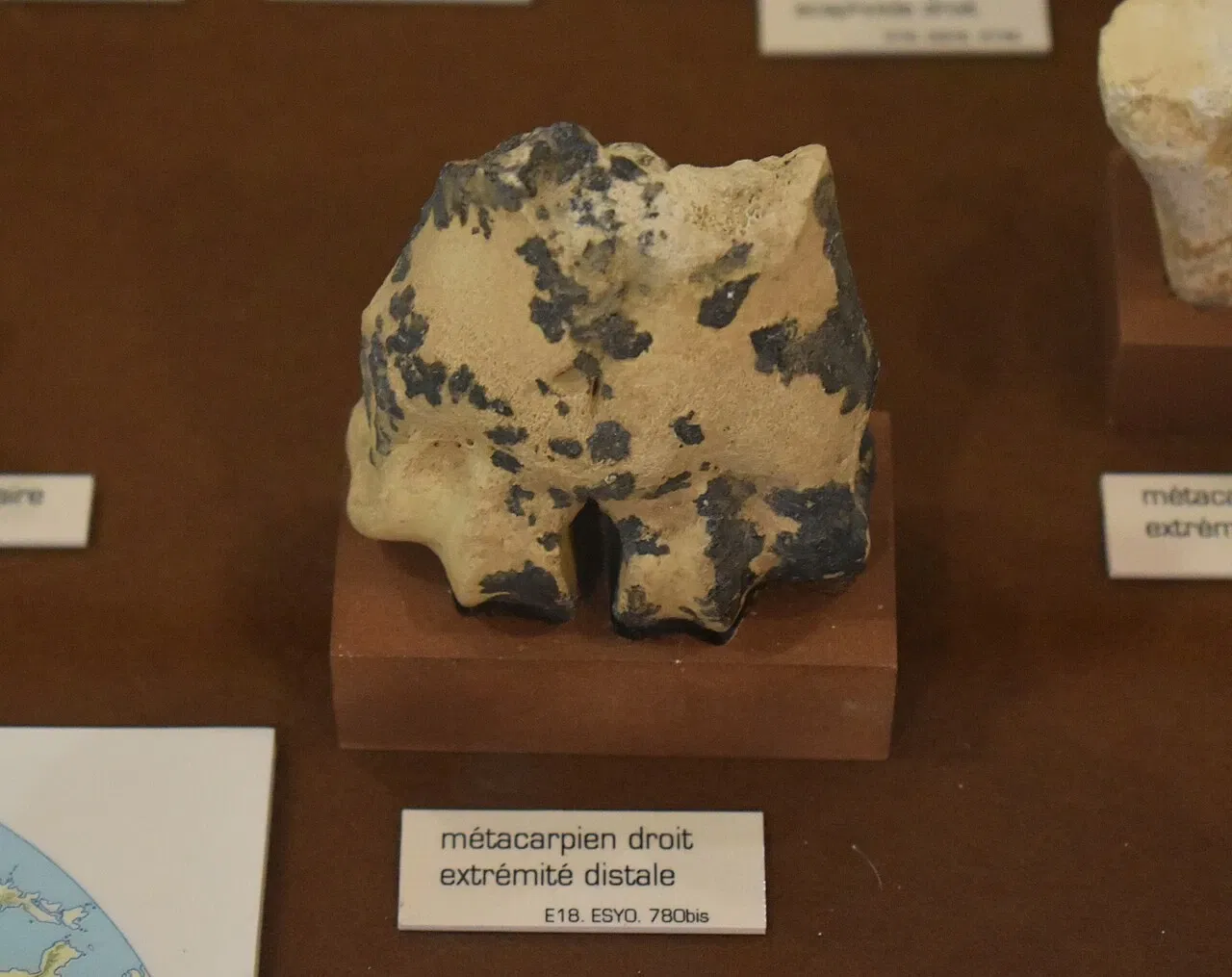 Museum of Préhistory Tautavel